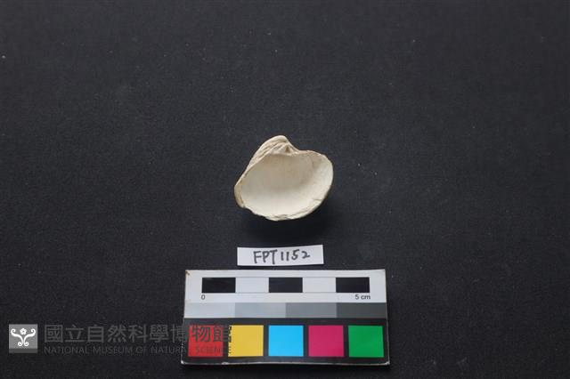 貝殼藏品圖，第2張