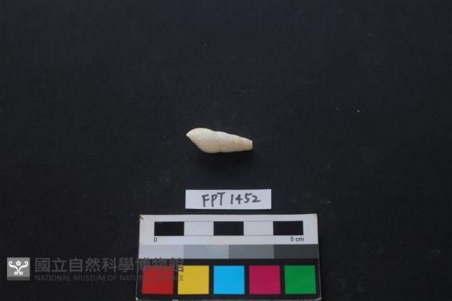 貝殼藏品圖，第2張