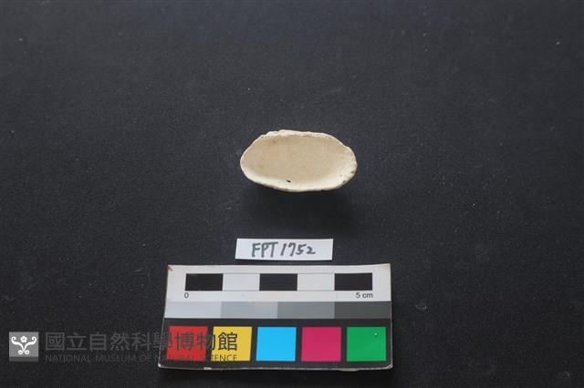 貝殼藏品圖，第2張