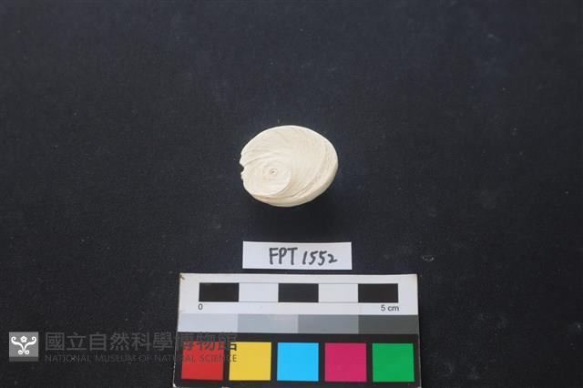 貝殼藏品圖，第2張