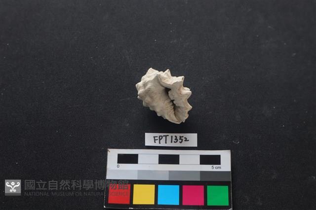 貝殼藏品圖，第2張