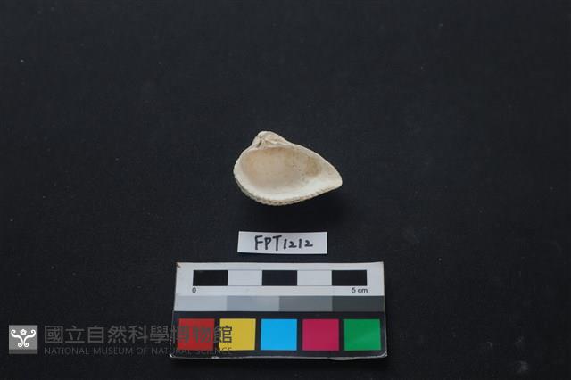 貝殼藏品圖，第2張