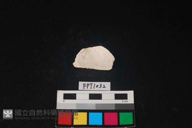貝殼藏品圖，第2張