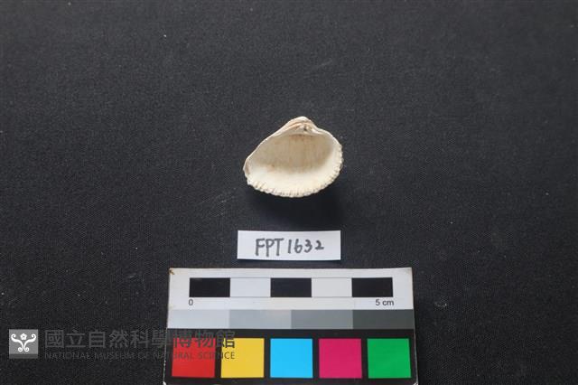 貝殼藏品圖，第2張