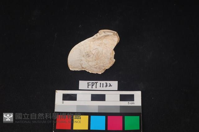 貝殼藏品圖，第2張