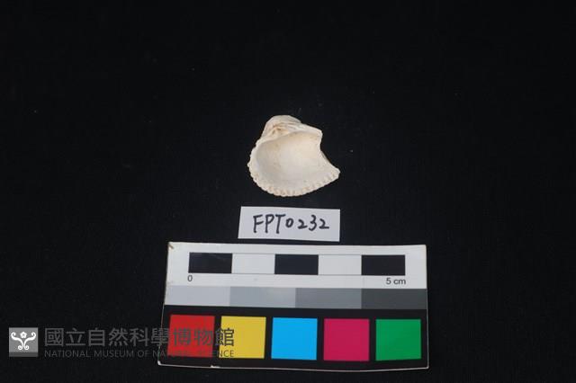 貝殼藏品圖，第2張