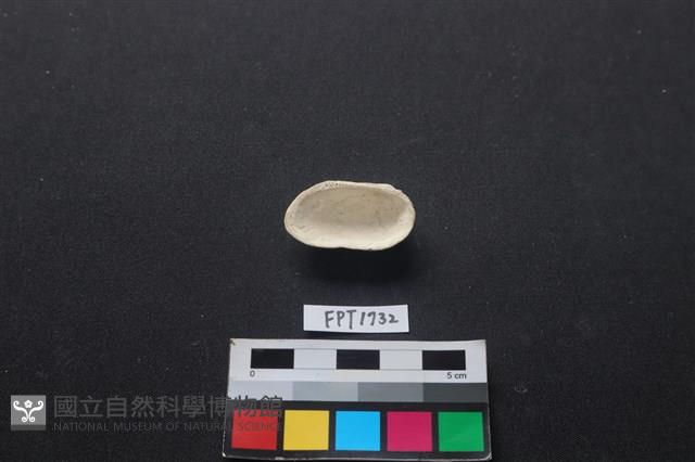 貝殼藏品圖，第2張