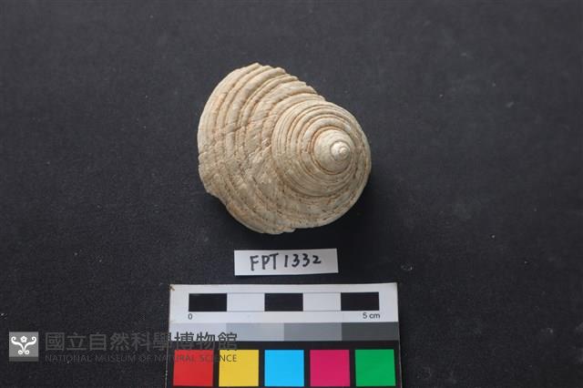 貝殼藏品圖，第2張