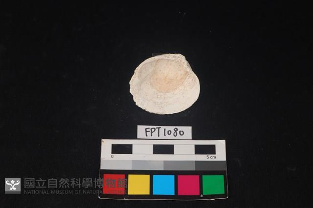 貝殼藏品圖，第2張