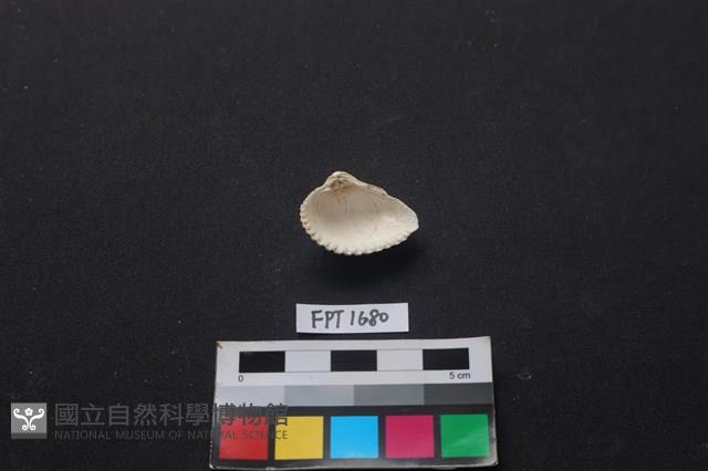 貝殼藏品圖，第2張