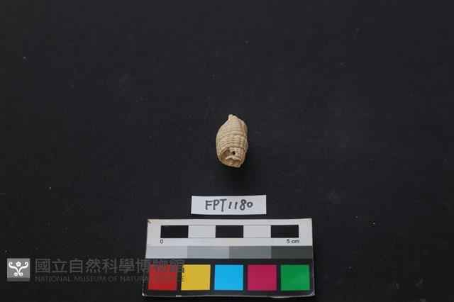 貝殼藏品圖，第2張