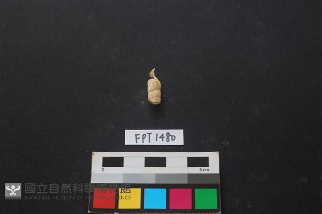 貝殼藏品圖，第2張