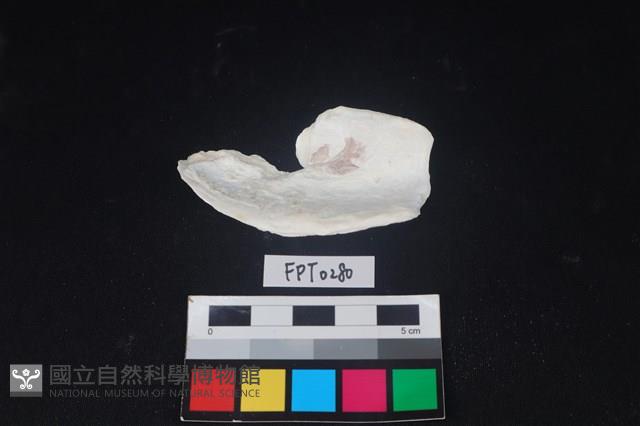 貝殼藏品圖，第2張