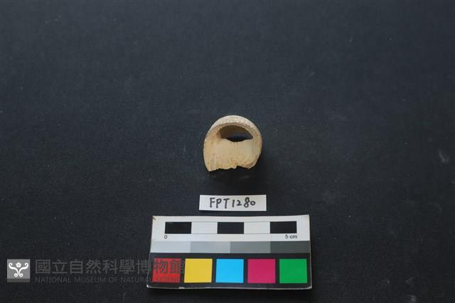 貝殼藏品圖，第2張