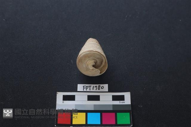 貝殼藏品圖，第2張