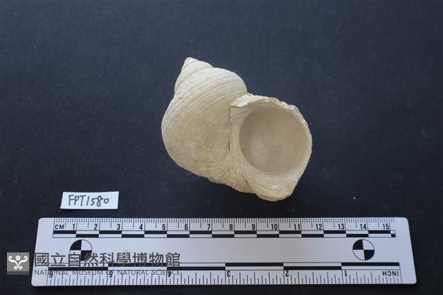 貝殼藏品圖，第2張