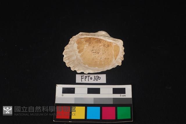 貝殼藏品圖，第2張