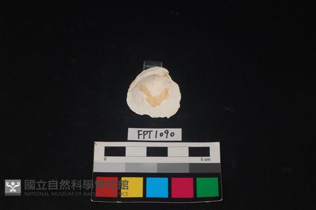 貝殼藏品圖，第2張