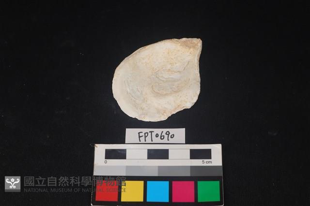 貝殼藏品圖，第2張