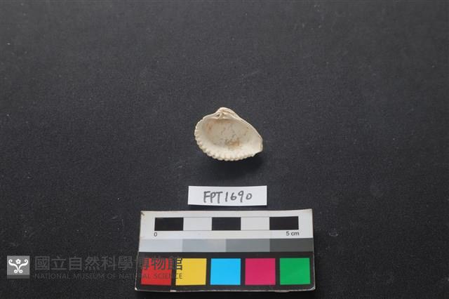 貝殼藏品圖，第2張