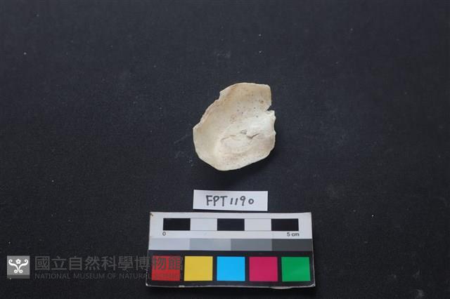貝殼藏品圖，第2張