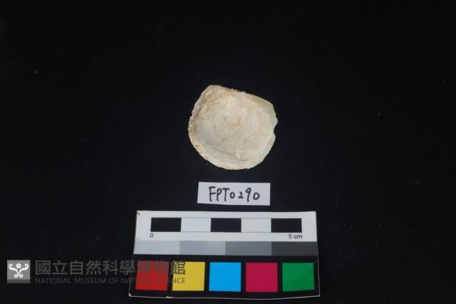 貝殼藏品圖，第2張
