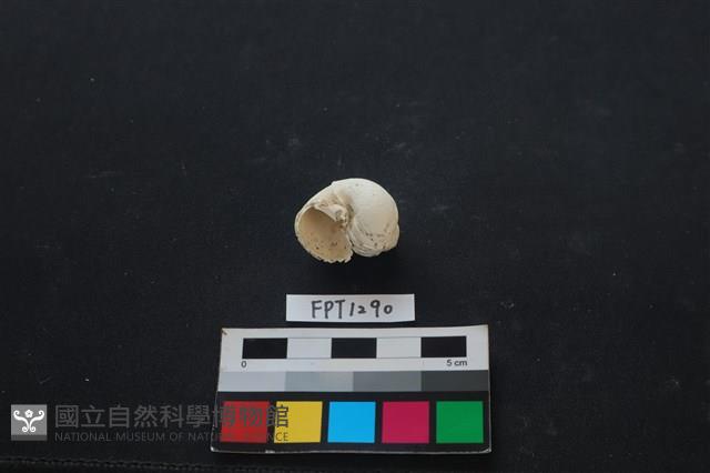 貝殼藏品圖，第2張