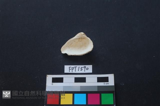 貝殼藏品圖，第2張