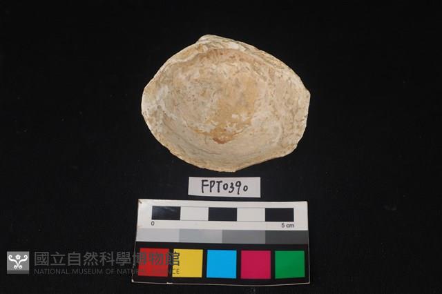 貝殼藏品圖，第2張