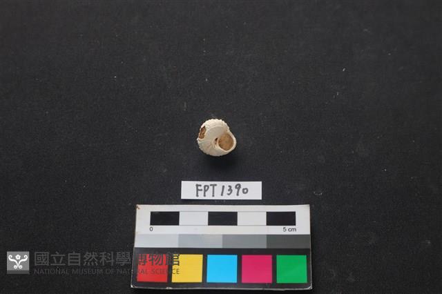 貝殼藏品圖，第2張