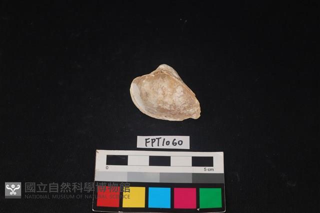 貝殼藏品圖，第2張