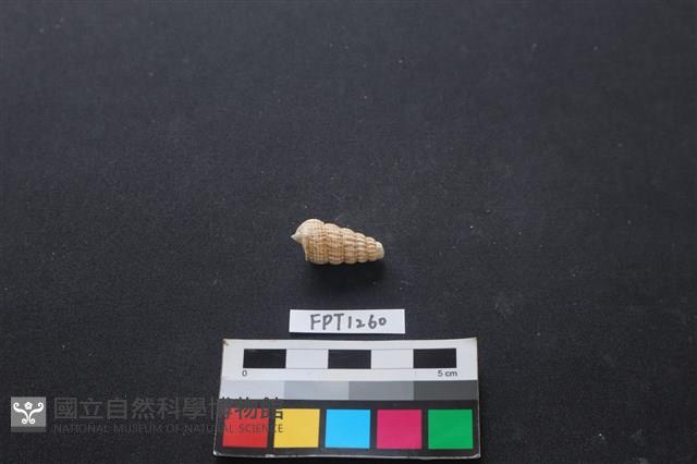 貝殼藏品圖，第2張