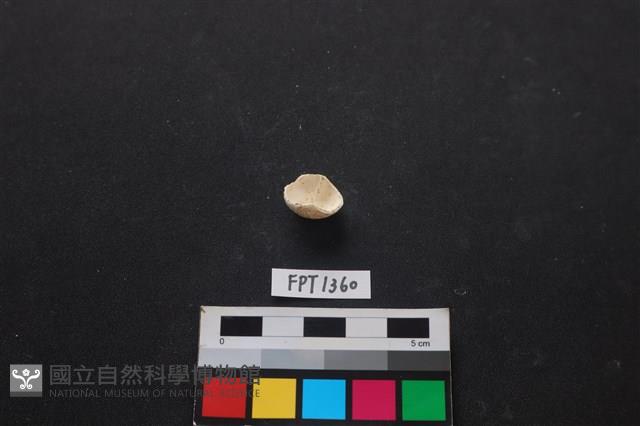 貝殼藏品圖，第2張