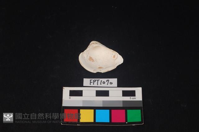 貝殼藏品圖，第2張