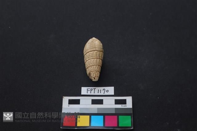 貝殼藏品圖，第2張