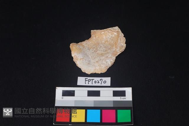 貝殼藏品圖，第2張