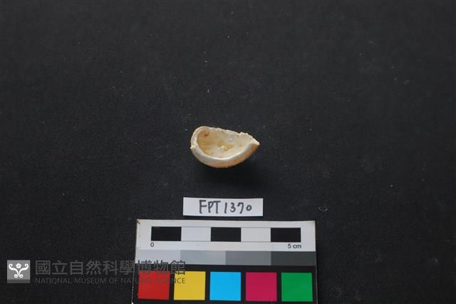 貝殼藏品圖，第2張