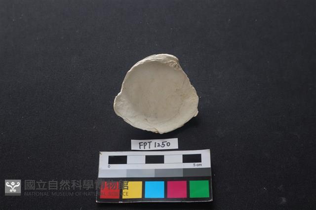 貝殼藏品圖，第2張