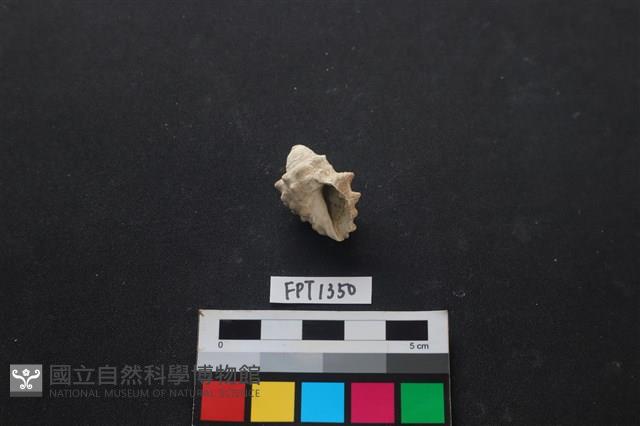 貝殼藏品圖，第2張