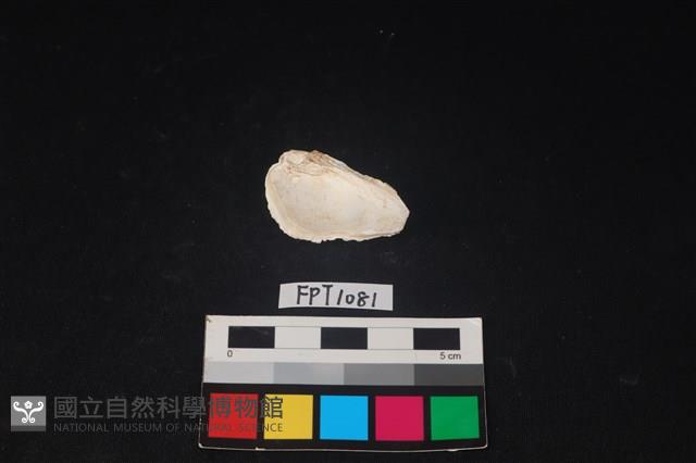 貝殼藏品圖，第2張