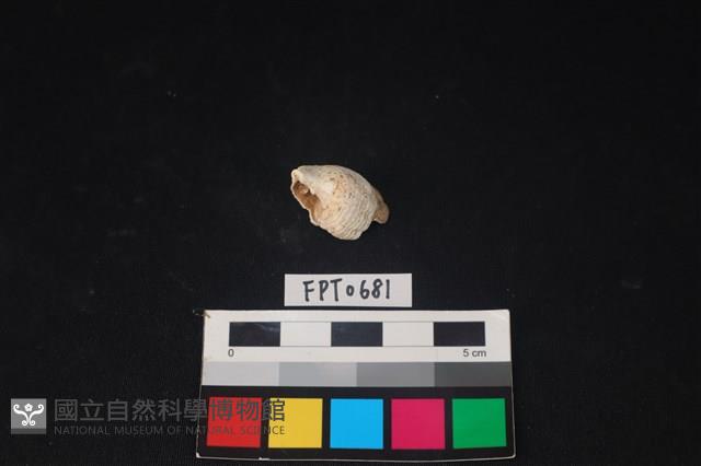 貝殼藏品圖，第2張