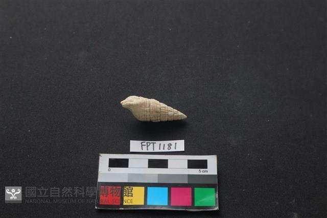貝殼藏品圖，第2張