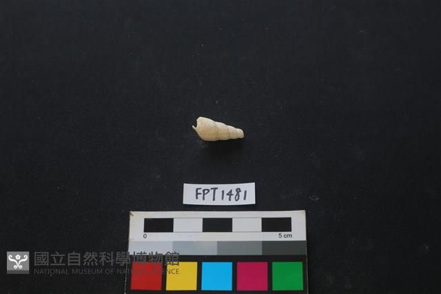 貝殼藏品圖，第2張