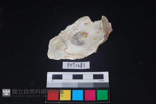 貝殼藏品圖，第2張