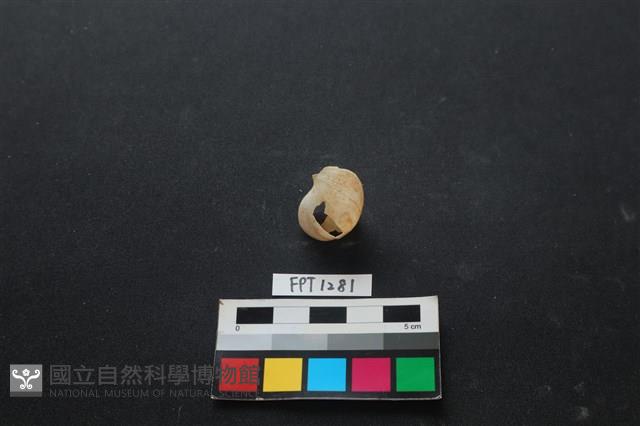 貝殼藏品圖，第2張