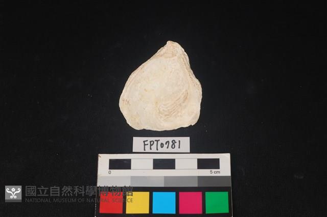 貝殼藏品圖，第2張