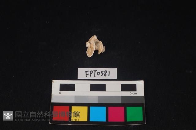 貝殼藏品圖，第2張