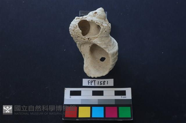 貝殼藏品圖，第2張