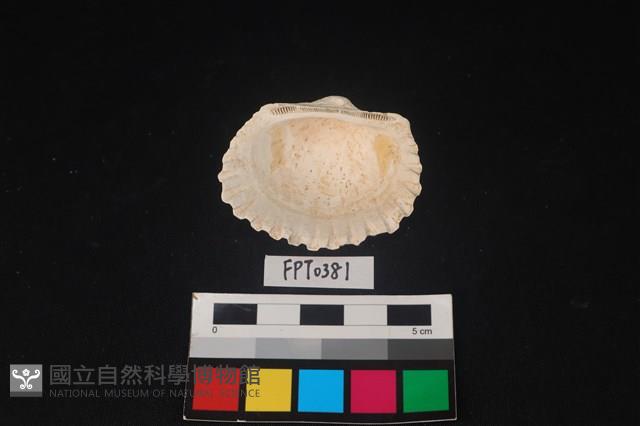 貝殼藏品圖，第2張