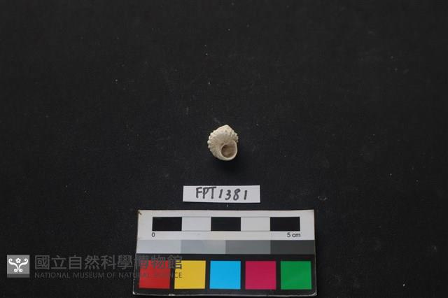 貝殼藏品圖，第2張